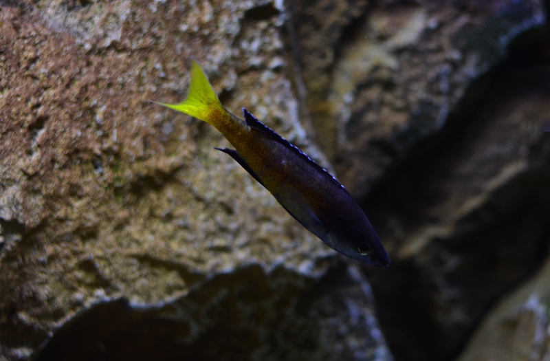 Cyprichromis sp. 'brilliant jumbo' Kitumba